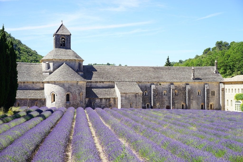 Se promener dans les champs de lavande en pleine floraison